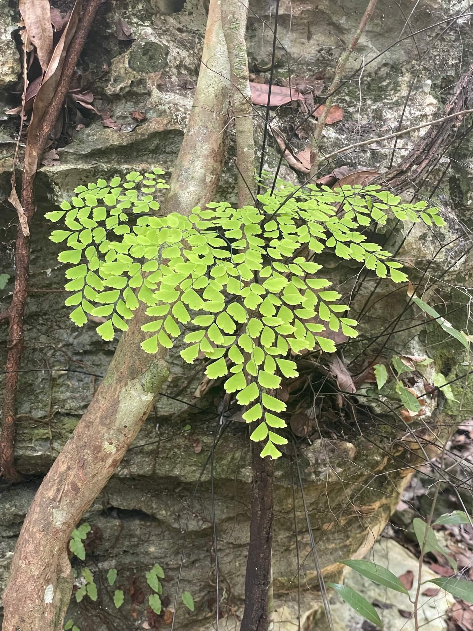 Adiantum raddianum 'Fritz Luthi'